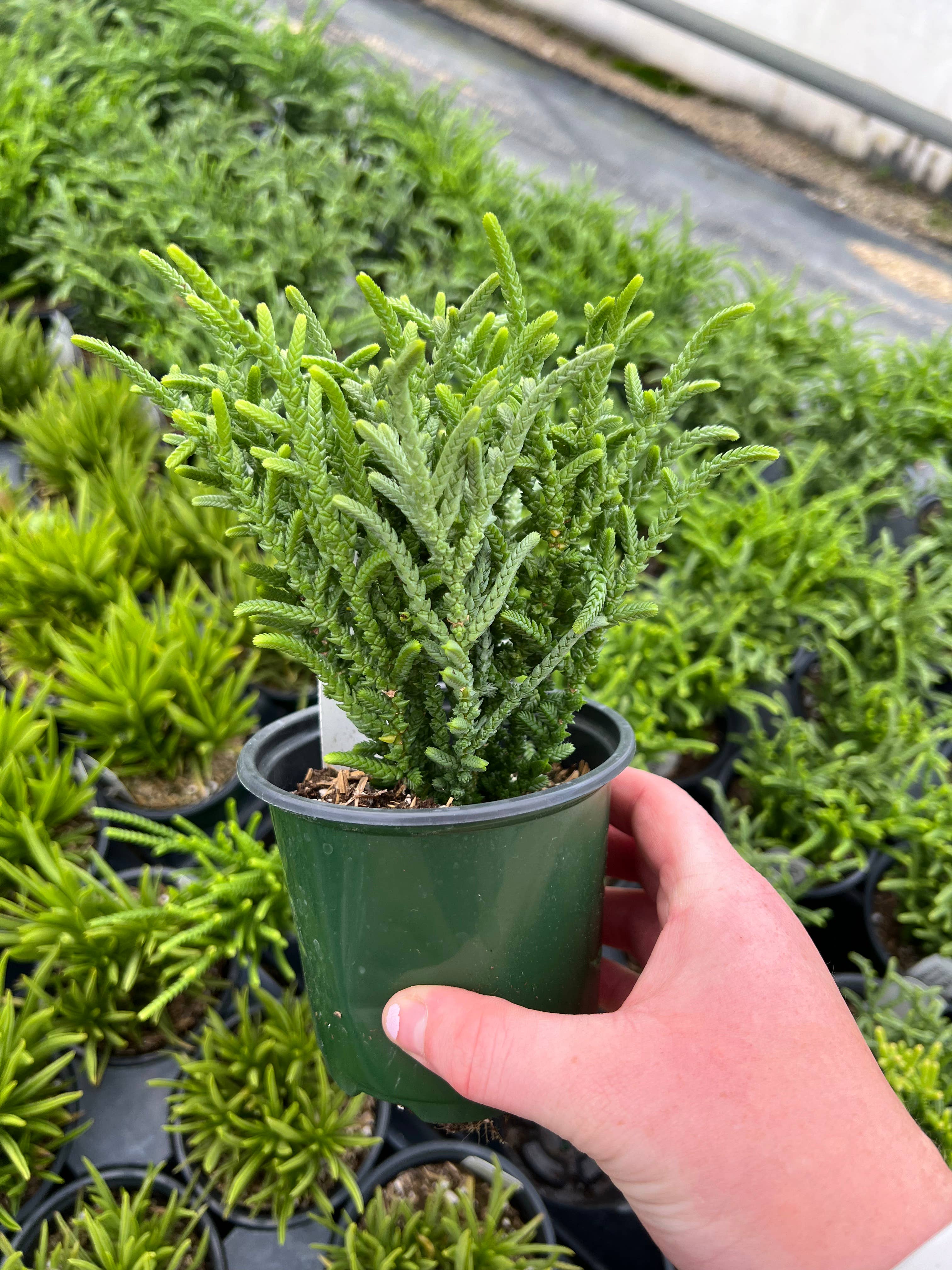 Dutch Touch Growers - Wholesale Succulent - 10 - Assorted Live 4" Rooted Succulents6