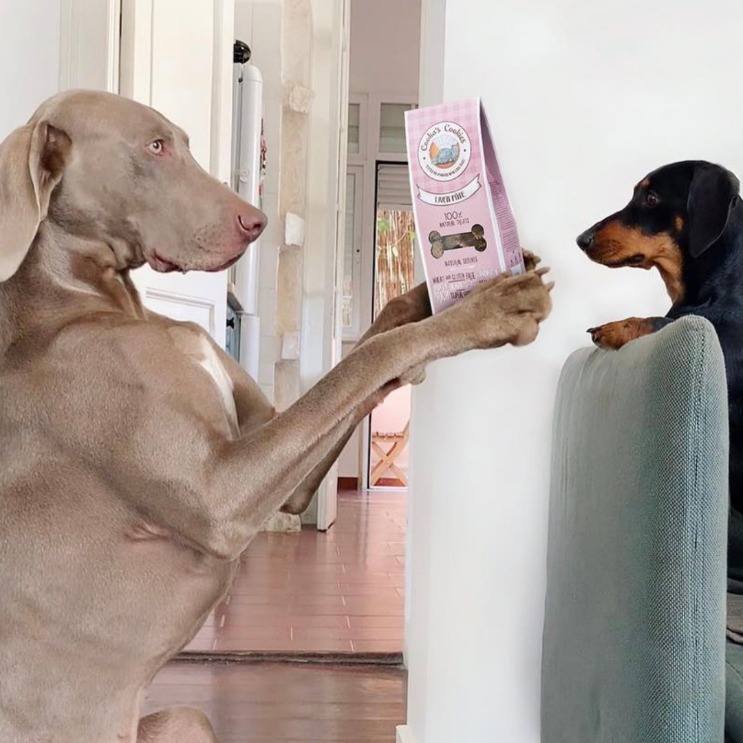 Belpharmed bv: Cooka's Cookies & Sensidog - Wholesale Pet Treats - Dog - Liver Pâté - Natural Dog Treats4