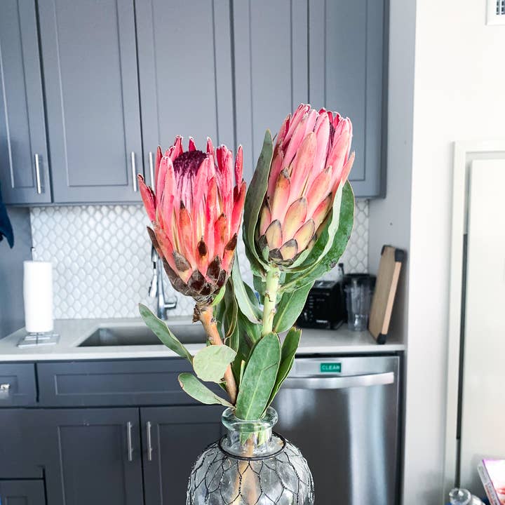 Self-Care Shower - Wholesale Artificial Flowers - King Protea Flower Fresh Cut Pink, SAN DIEGO GROWN Rare Find
