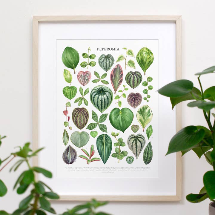 Peperomia Species Print for wholesale by Aaron Apsley Artwork