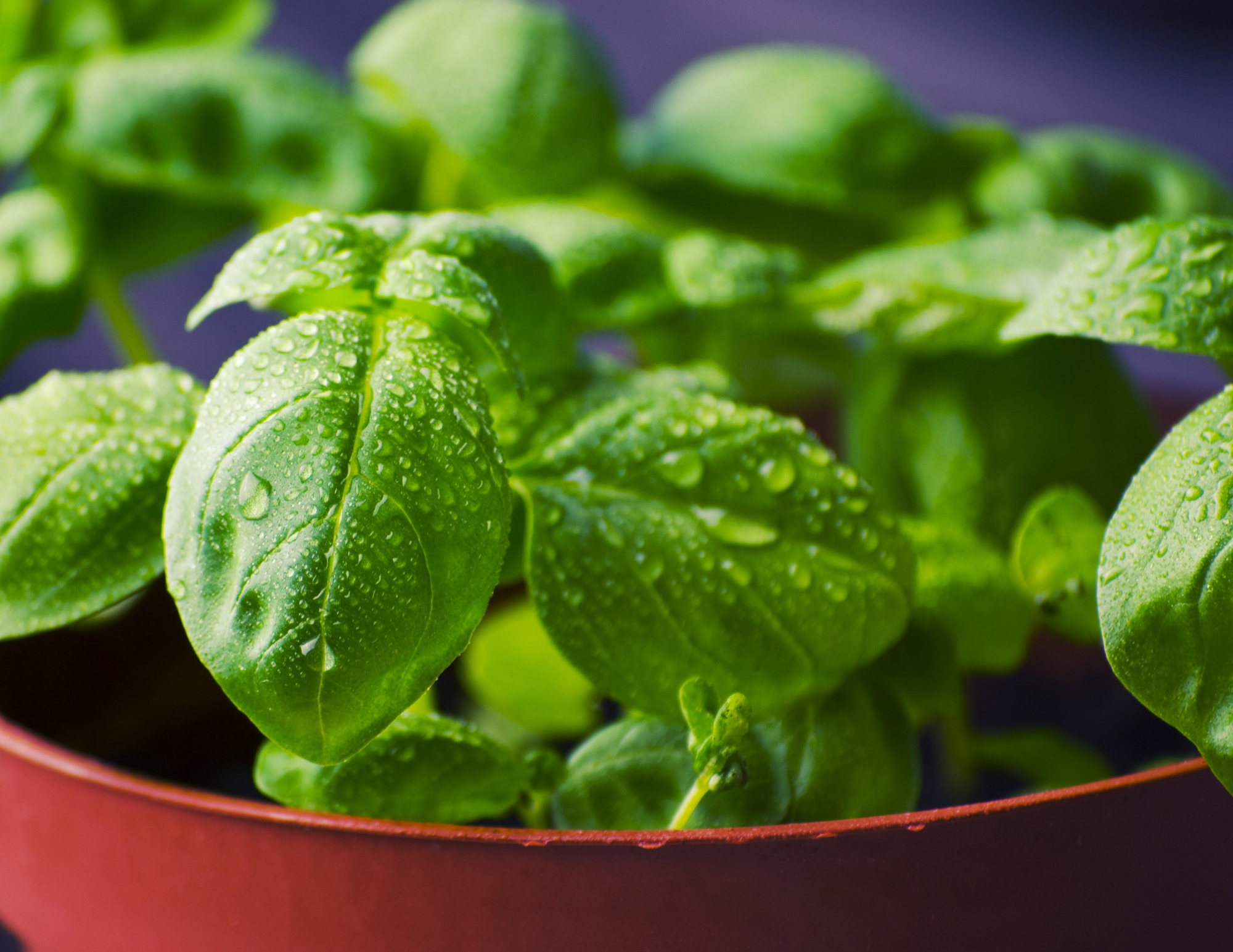 The Elevated Seed Co. - Wholesale Plant Seeds - Basil Garden Seeds1