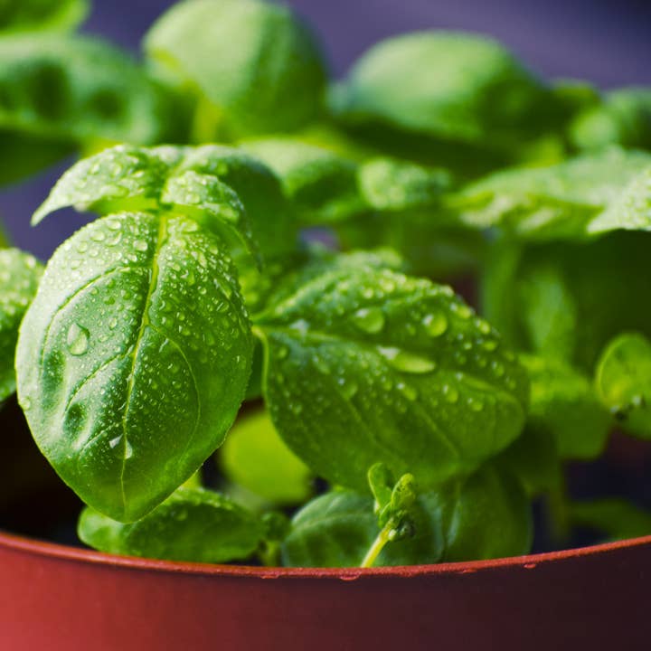 The Elevated Seed Co. - Wholesale Plant Seeds - Basil Garden Seeds1