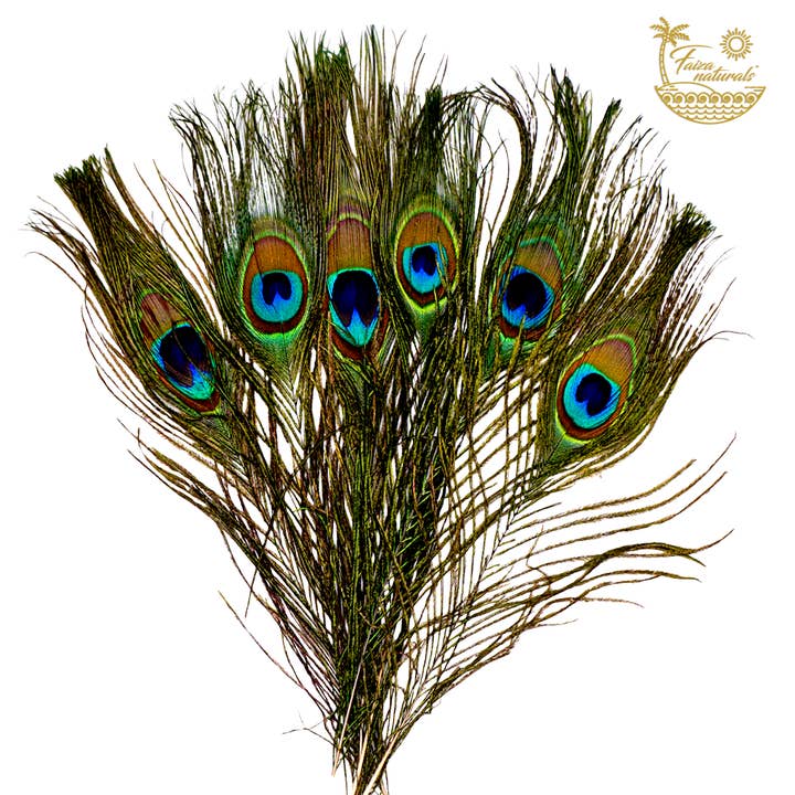 Faiza Naturals - Wholesale Sage Bundle - Peacock Feathers for Smudging