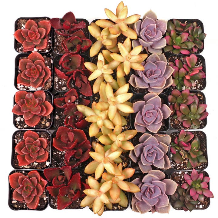 Mountain Crest Gardens - Wholesale Succulent - Nuthin' But Color Succulents 25-Pack (5 Varieties, 2" Pots)