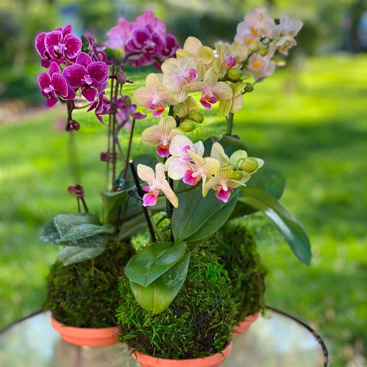 White Stable Farms - Wholesale Live Plant - Orchid Kokedama—Small size
- 8" or so high