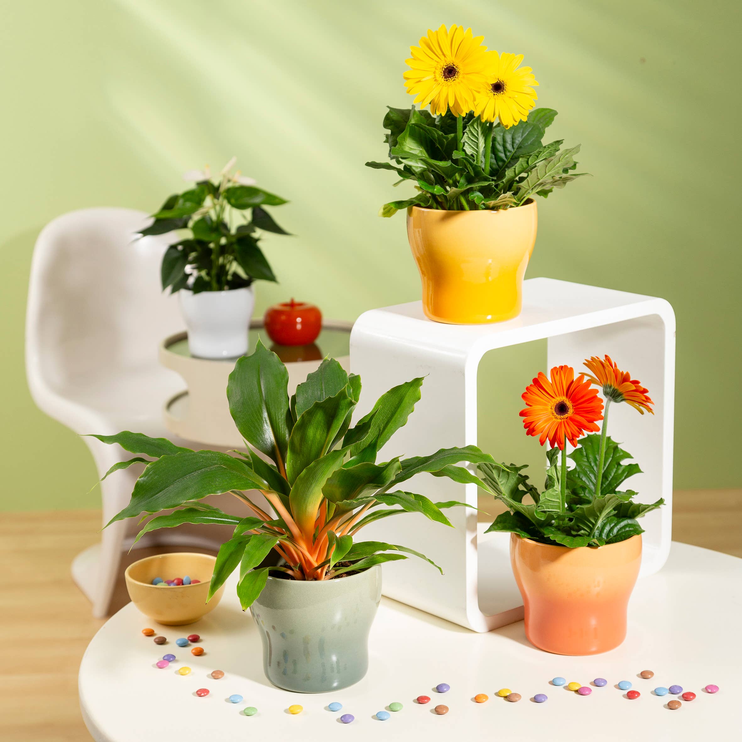 Scheurich - Wholesale Plant Pot - Fun Fiesta 824 ceramic flower pot/planter5