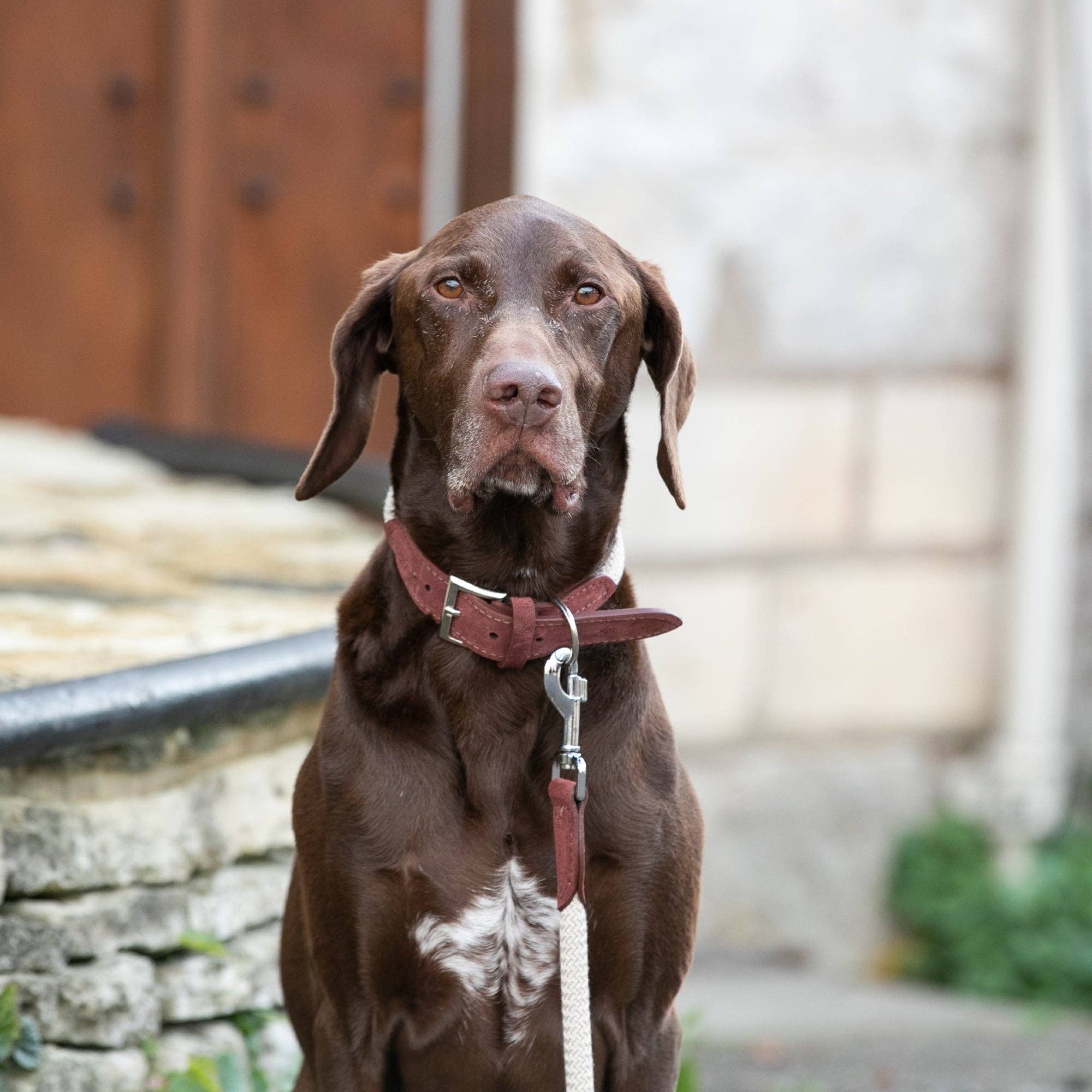 Hugo & Hudson - Wholesale Pet Collar - Dog - Rope and Suede Leather Dog Collar - Brown5