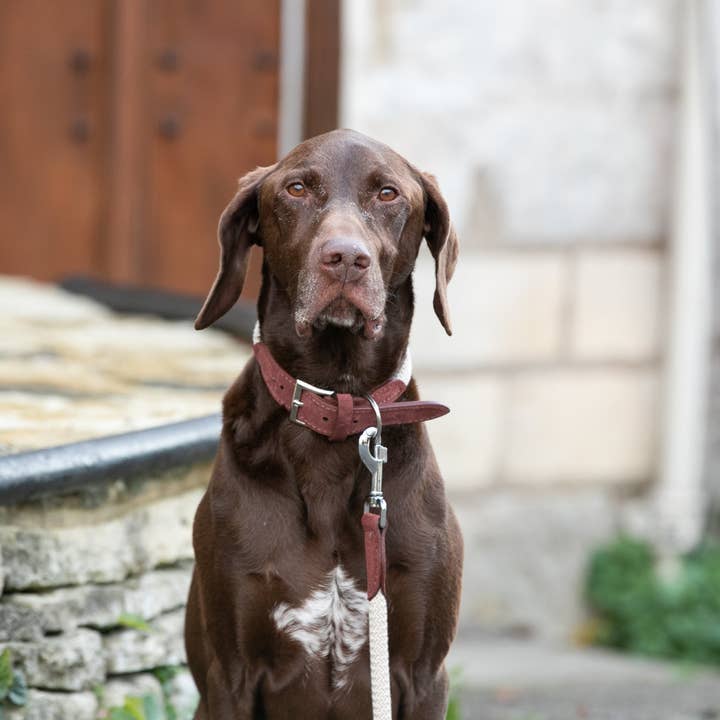 Hugo & Hudson - Wholesale Pet Collar - Dog - Rope and Suede Leather Dog Collar - Brown5