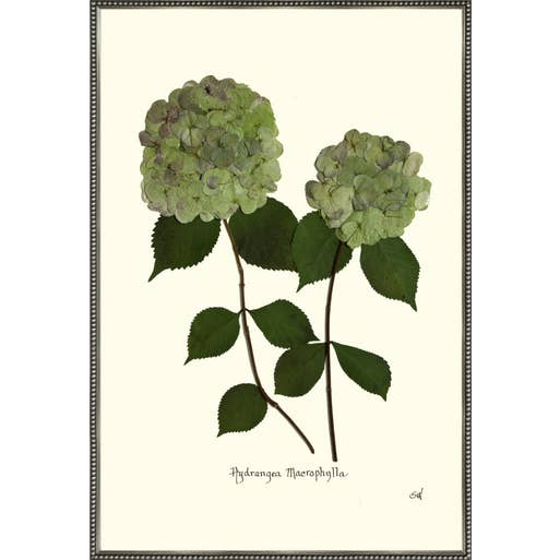 Homegrown Art Co - Wholesale Art Print - Patina Pressed Double Green Hydrangea - Framed Botanical Art Print7