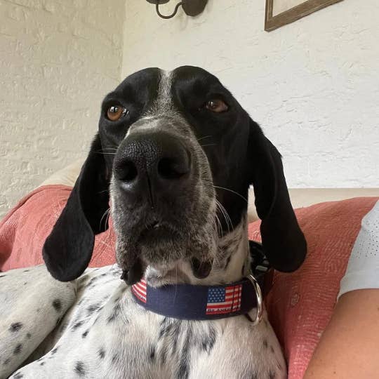 Collier pour chien pour la vente par Be American Shop