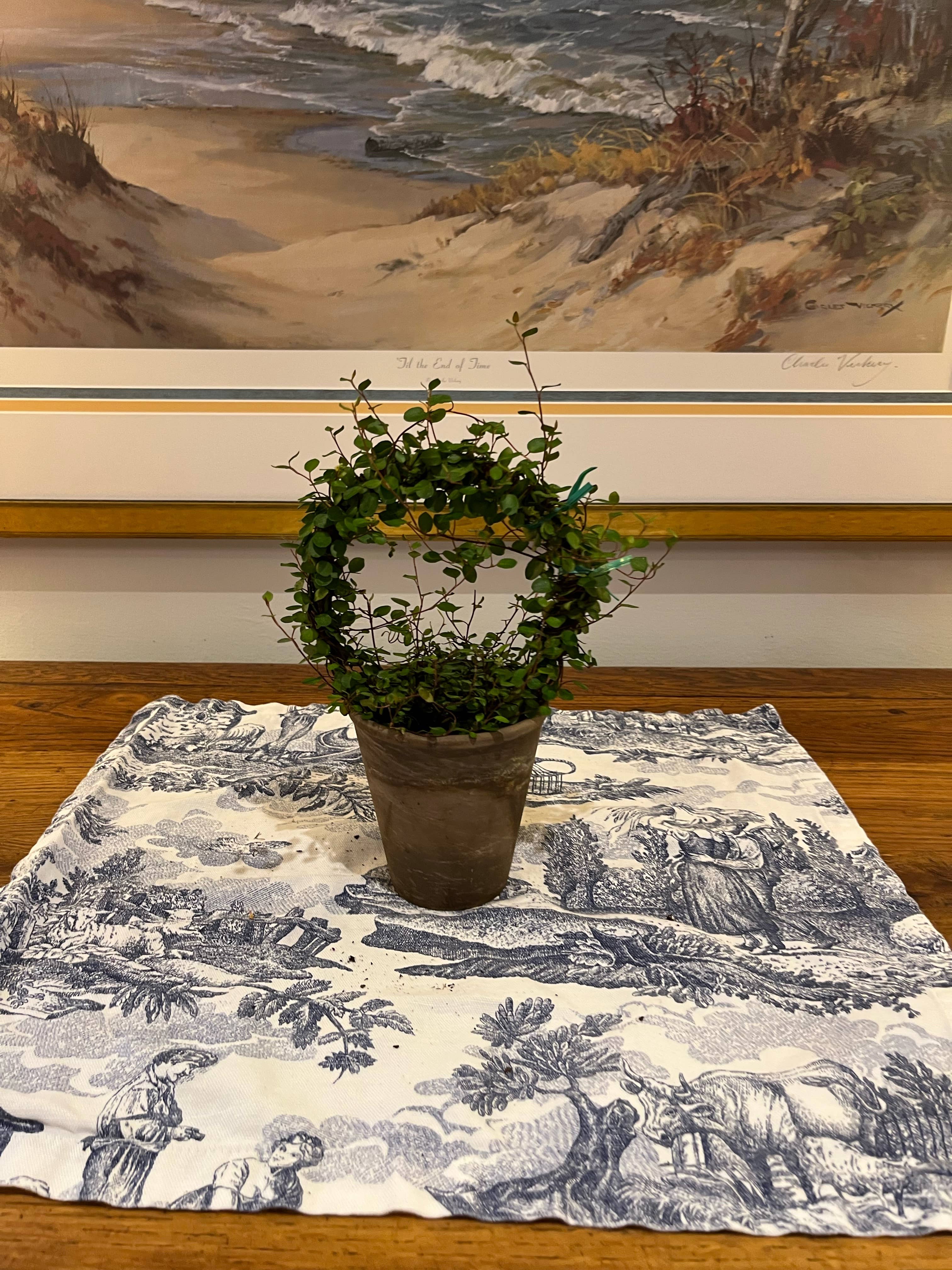 Sunrise Topiaries - Wholesale Live Plant - Live 5 inch woven Angel Vine Ring in 4 inch pot6