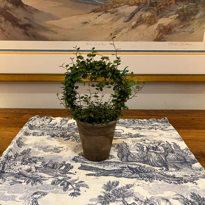 Sunrise Topiaries - Vente Plante - Bague Angel Vine tissée Live de 5 pouces dans un pot de 4 pouces6