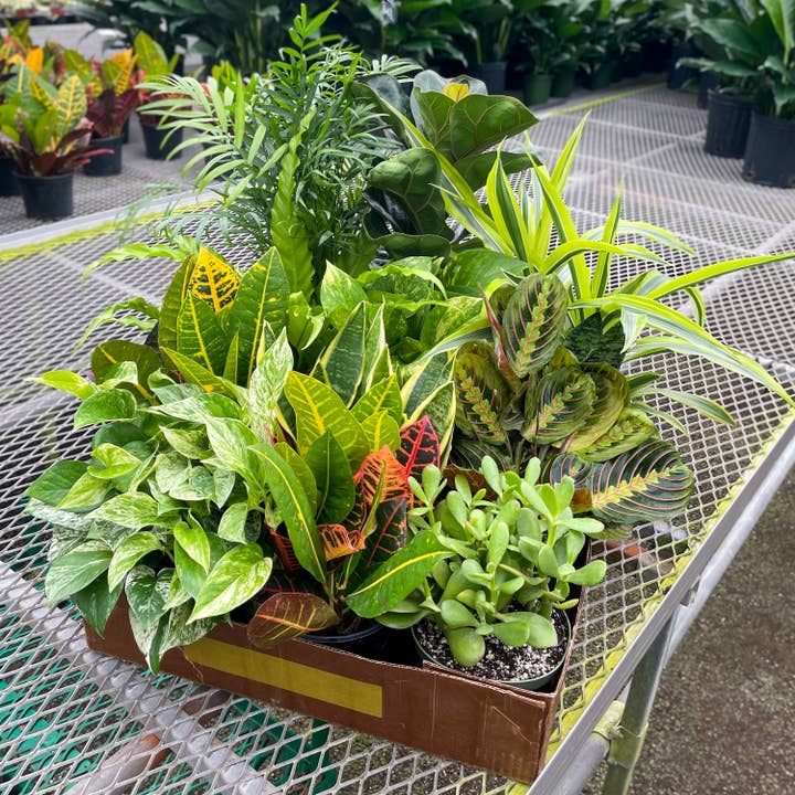 Thorsen's Greenhouse - Wholesale Live Plant - Grower's Choice Houseplant Assortment - 6" Live Plants5