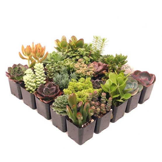Mountain Crest Gardens - Vente Succulentes - Pack ultime de succulentes variées 25 unités (25 variétés, pots de 2")3