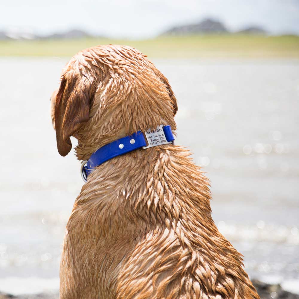 dogIDs - Wholesale Pet Collar - Dog - Personalized Waterproof ScruffTag Collar8