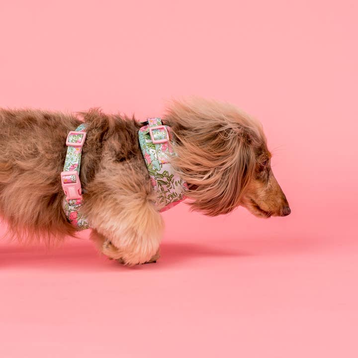Pablo & Co. Boutique - Wholesale Pet Harness - Dog - Flora & Fern: Adjustable Dog Harness
