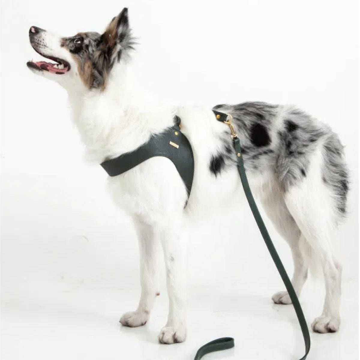 Feroz - Urban Pet Fashion – wholesale Sele - Hund – Pine grön hund läder sele1