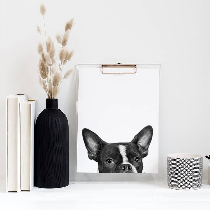 Boston Terrier Unframed Peeking Print for wholesale by Perkie Prints