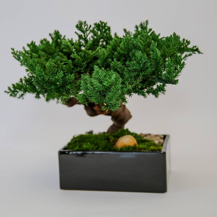 Forever Green Art - Wholesale Artificial Plant - Preserved Monterey Bonsai - Single