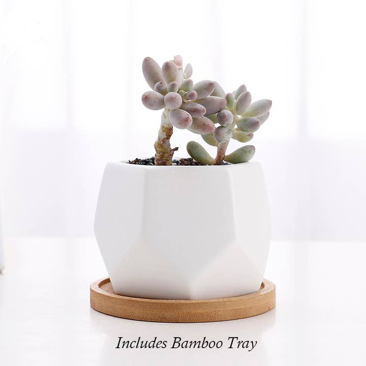 Kiwi's Garden Center – Engroshandel Plantekrukke – Sekskantet Keramisk Pot 3.5" - Hvid2