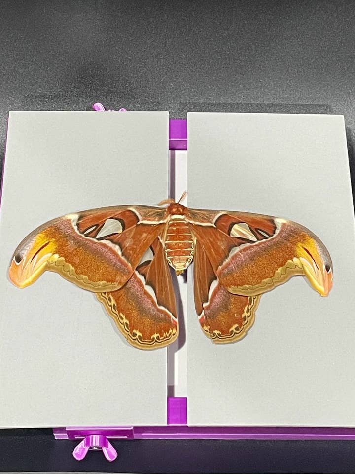 Planche de diffusion plate extra large réglable imprimée en 3D pour la vente par Blinque’s Butterfly Garden