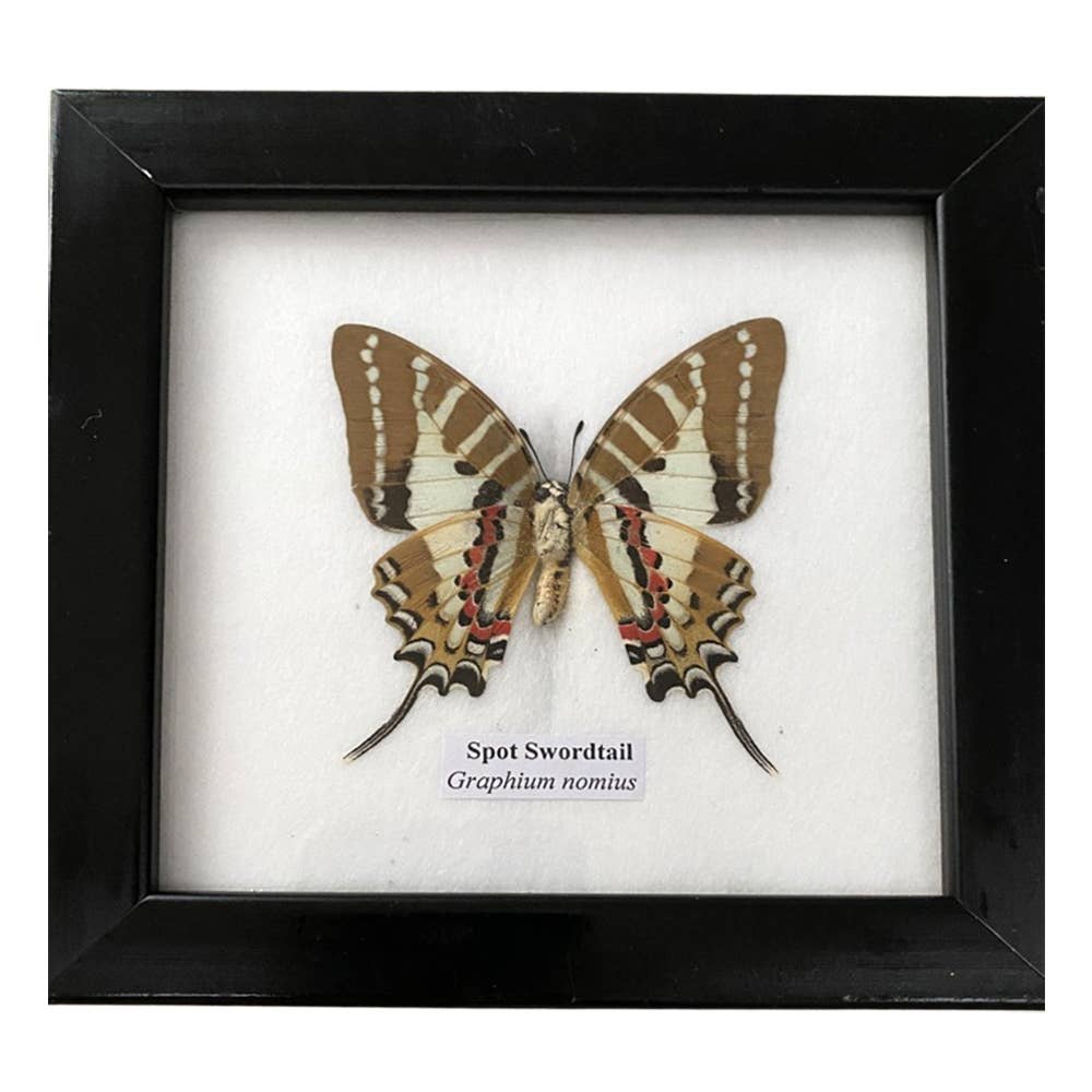 VIE – wholesale Wall Accent – Butterfly Mounted Under Glass, Assorted19