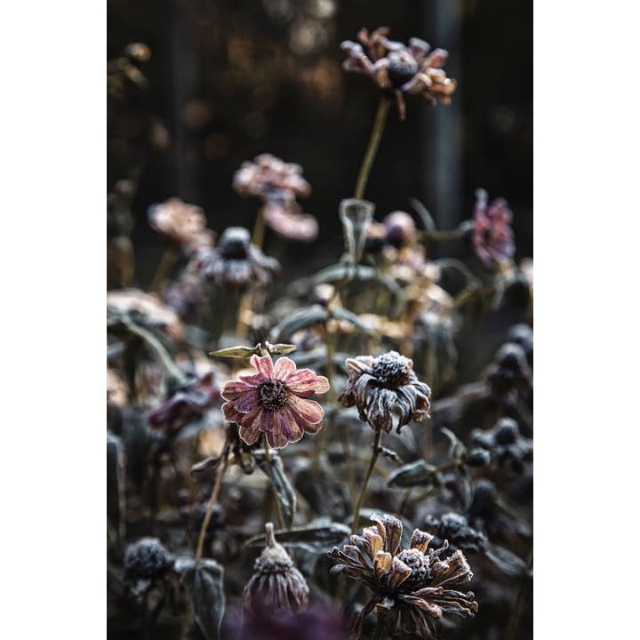 Blush Pink Zinnia Art, No 1: Dark Moody Floral Art Prints for wholesale by Brooke T Ryan Photographic Art