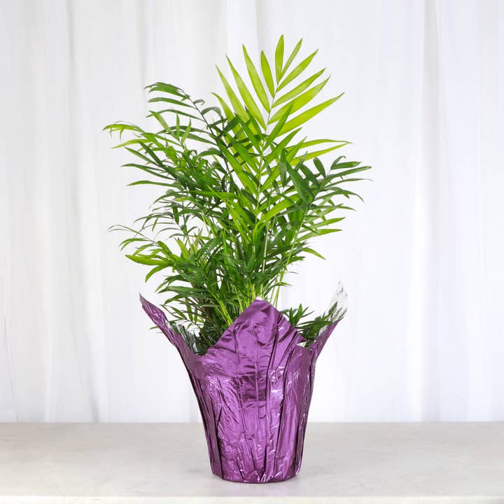 Thorsen's Greenhouse - Wholesale Plant Pot - 6" Decorative Foil Pot Cover for Plants