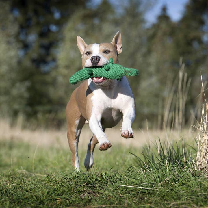 LABONI - Volentis GmbH - Wholesale Pet Chew Toy - Dog - KALLI KROKODIL – The Gentle Giant with Play Value5