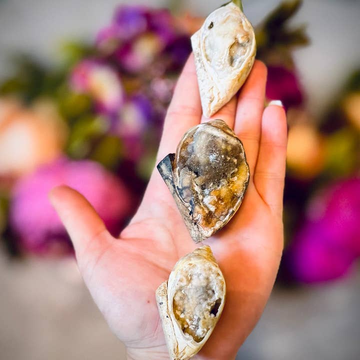 Mandala Gems - Vente Pierre et cristal de spiritualité - Fossiles de coquilles de druse, coquille fossilisée rare d'Inde3