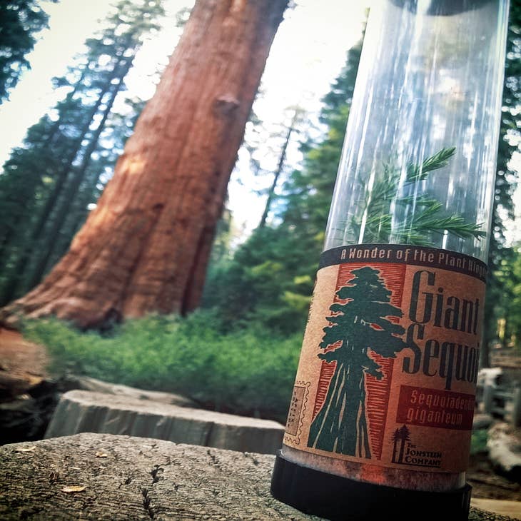 Sequoia Coast Red Wood Bonsai Starter Kit 