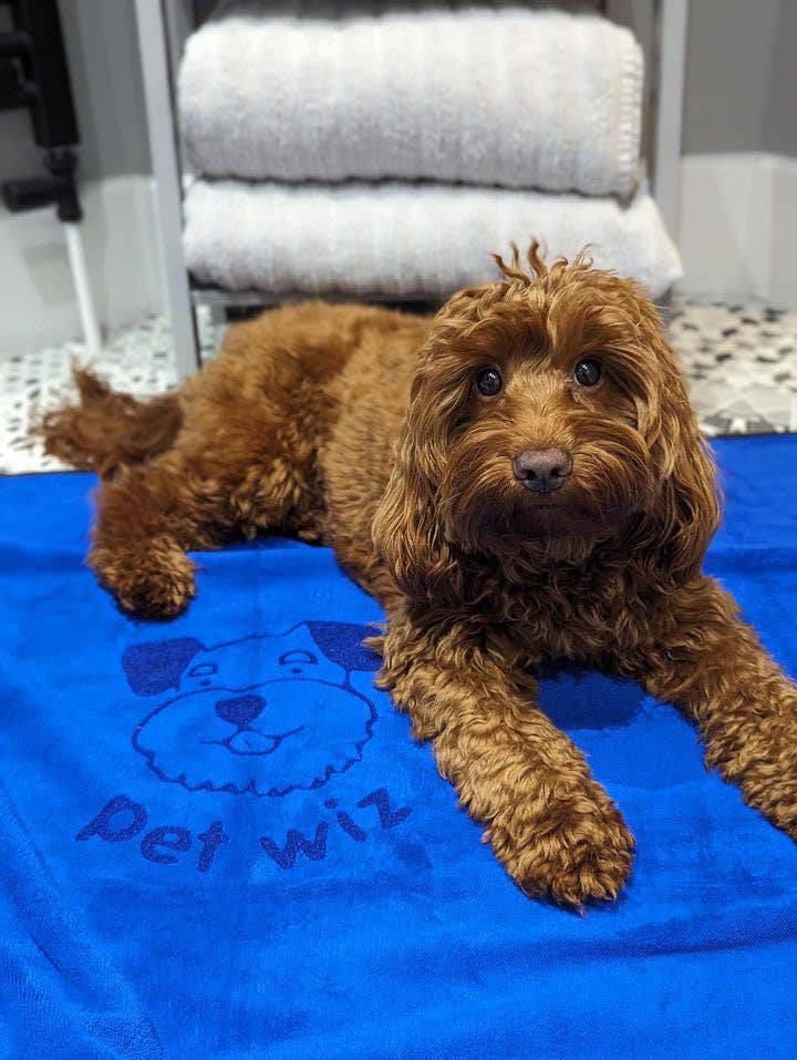 Pet Wiz – Engroshandel Håndklæde til kæledyr - Hund – Ekstra stort, blødt mikrofibrehåndklæde til kæledyr, super absorberende3