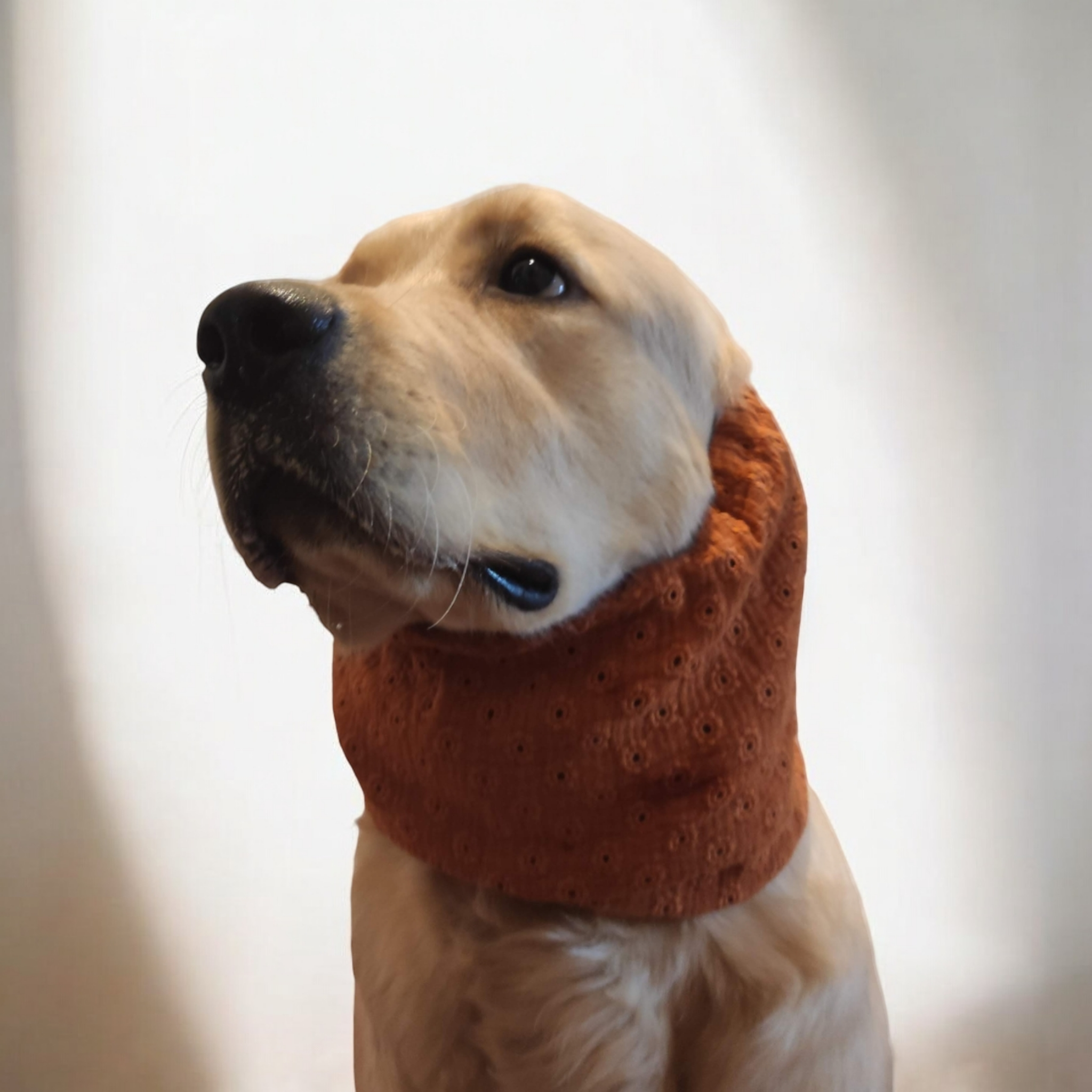 COCKIET - Wholesale Pet Hair Accessory - Dogs - TIRAMISU EARMUFFS - Sangallo3