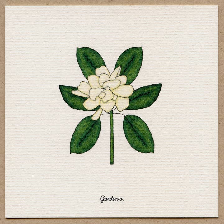 Gardenia-Biglietto d'auguri. per la vendita all'ingrosso da parte di Beth Mueller