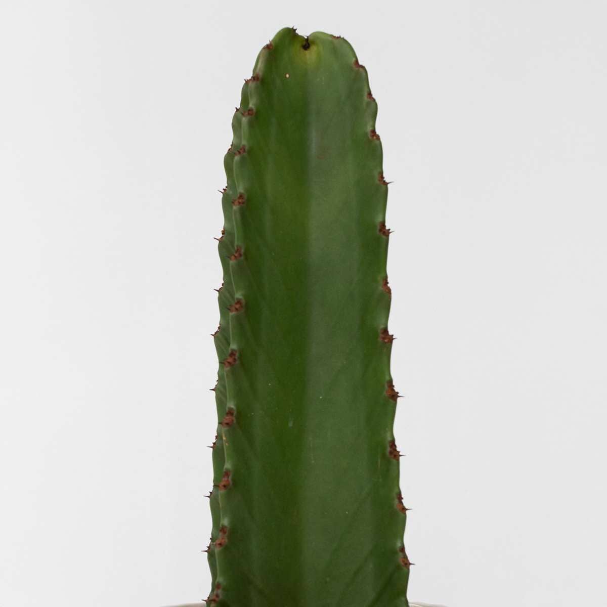 Oasis of Life - Wholesale Succulent - Cowboy Cactus Euphorbia Ingens – Height 85–95cm – Ø24cm – Large easy-care desert plant with spines – Decorative succulent for living room & office – Stylish houseplant in modern design5