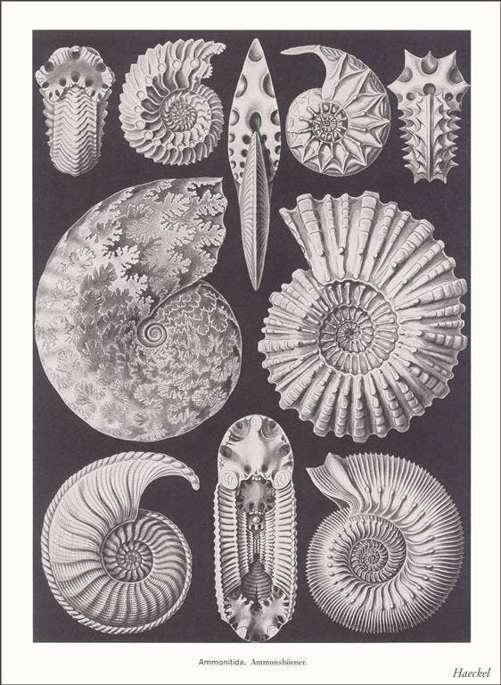 Found Image Press - Wholesale Sticker - Sticker SE-145 Ammonitida. Ammonshorner0