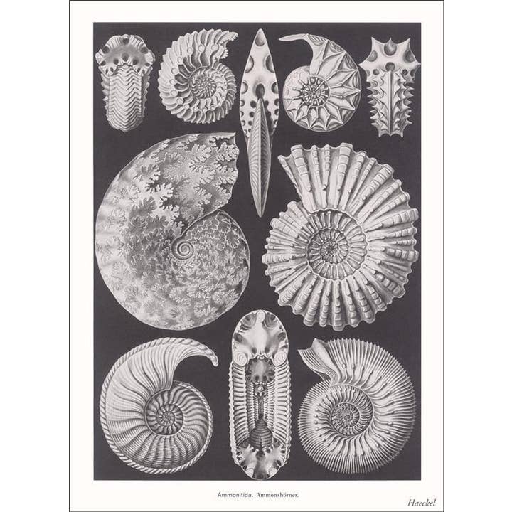 Found Image Press - Wholesale Sticker - Sticker SE-145 Ammonitida. Ammonshorner