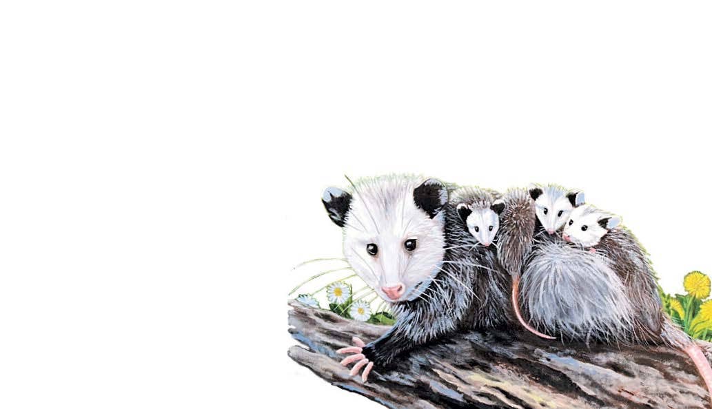 Forever Caroline LLC - Wholesale Stationery/Notecard Set - Opossum Family Tiny Cards | Pack of 60 "Love Notes" 2
