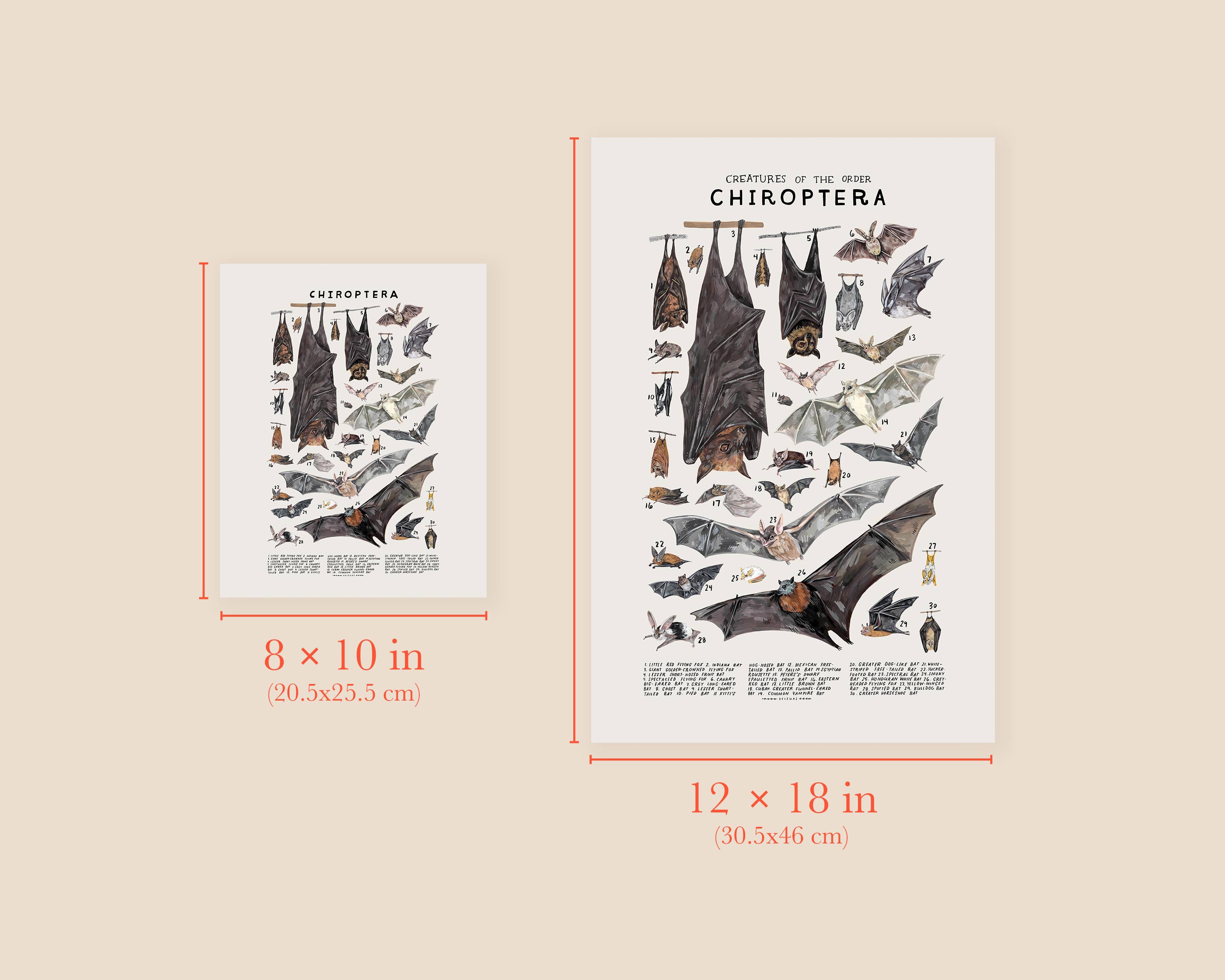 Kelzuki - Wholesale Art Print - Chiroptera: Bats2