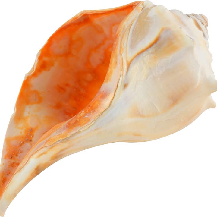 Bulot pour gaucher 7-8 po pour la vente par HS Seashells