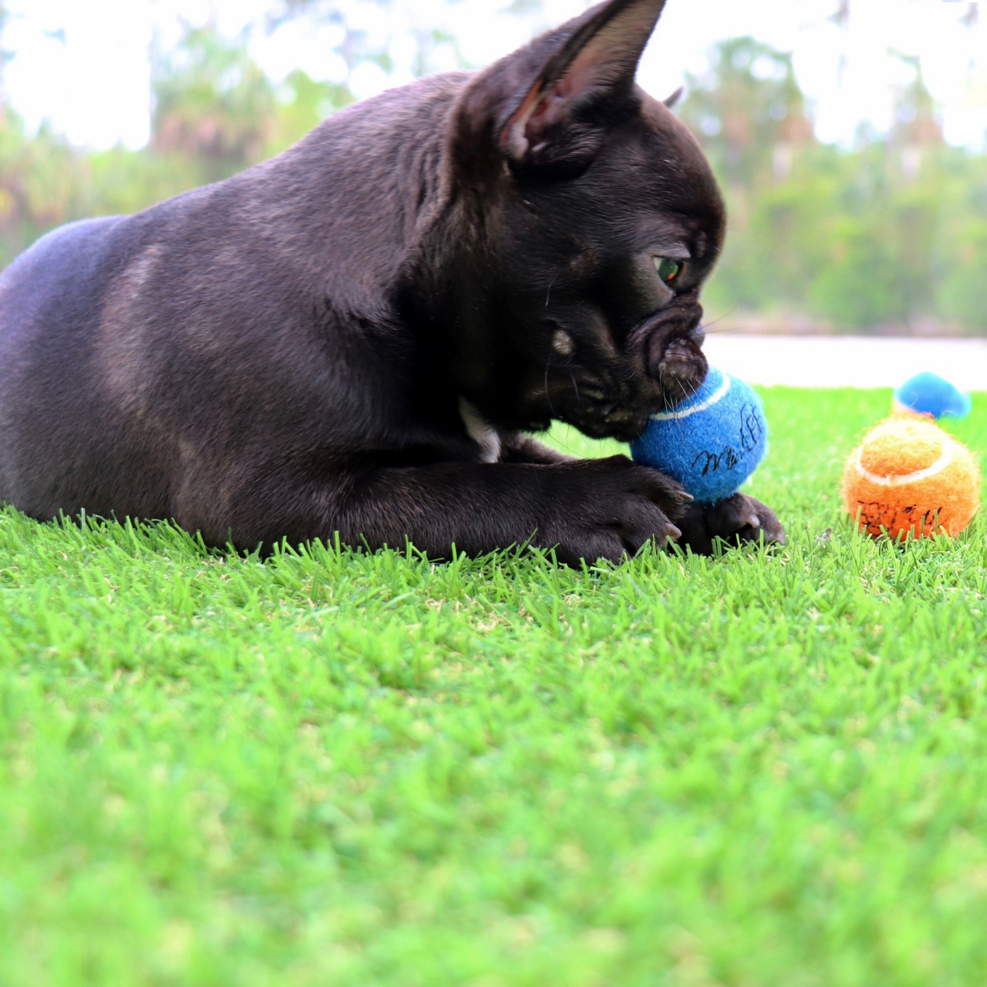 Midlee Designs - Wholesale Pet Fetch Ball - Dog - Midlee X-Small Dog Tennis Balls 1.5" - 12 Pack (Assorted)9