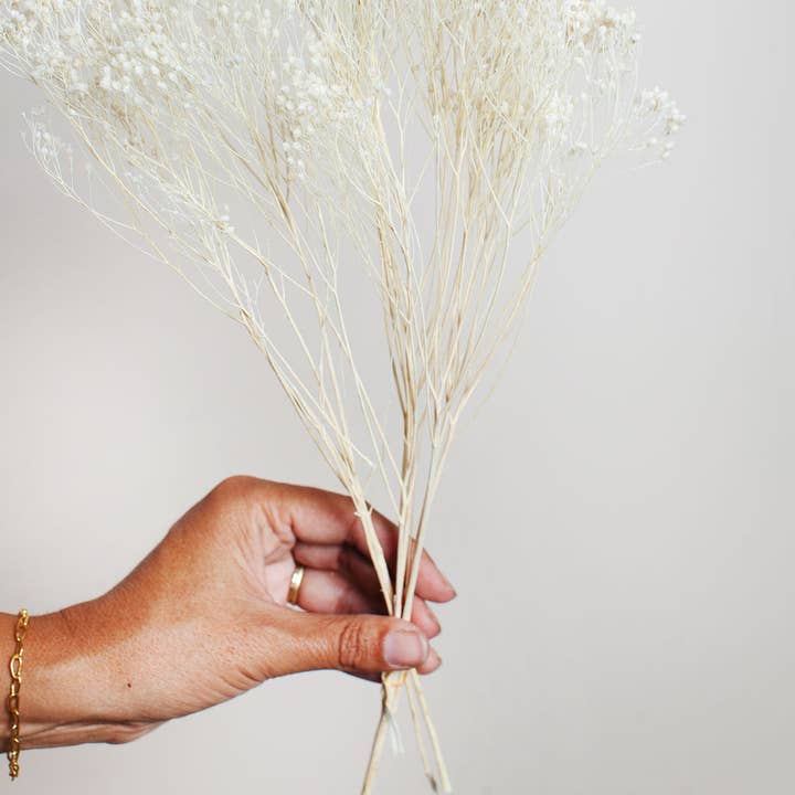 Idlewild Floral Co. - Wholesale Dried/Pressed Flowers - Preserved White Broom Bloom