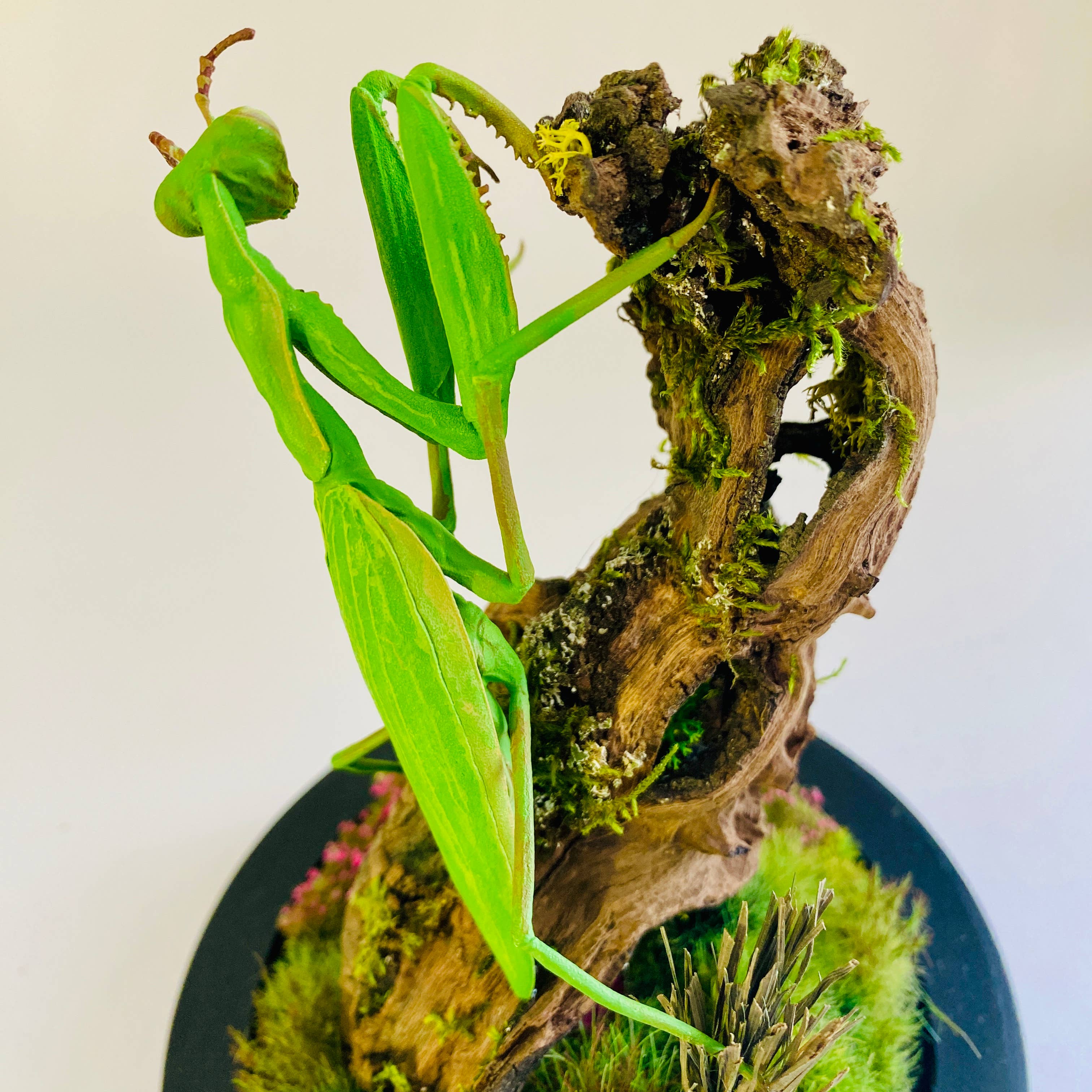 Thingx - Wholesale Decorative Tabletop Object - The praying mantis, curiosity under a glass dome4