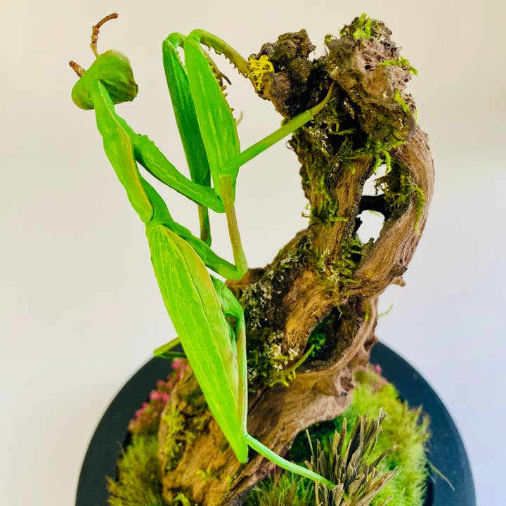 Thingx - Wholesale Decorative Tabletop Object - The praying mantis, curiosity under a glass dome4