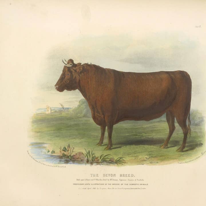 Sea to Skye - Wholesale Art Print - English Devon Bull Antique Art Print1