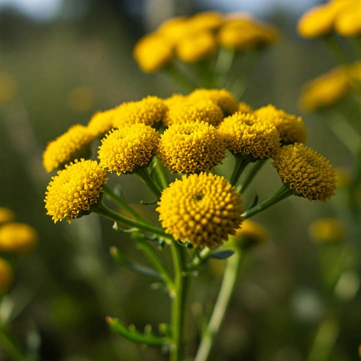 Blue Tansy for wholesale by Zia Zensations Inc.