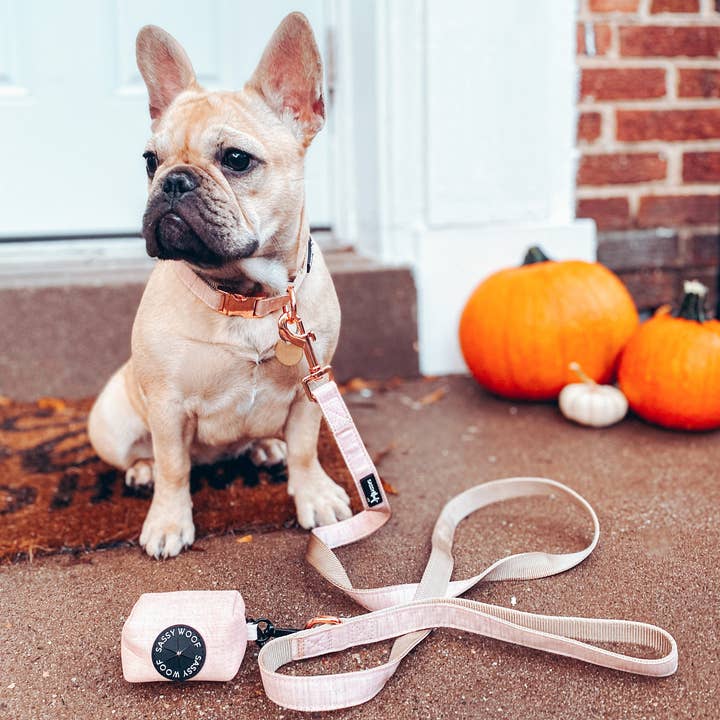 SASSY WOOF - Wholesale Pet Collar - Dog - Dog Collar - Pinot5