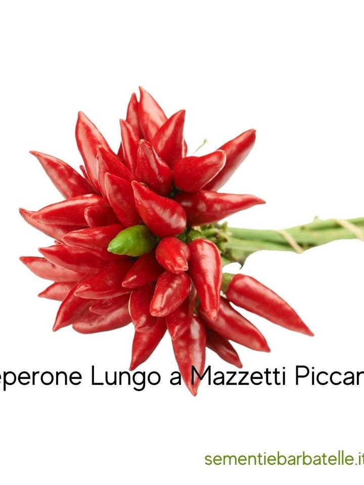 Long Hot Pepper Bunch for wholesale by Sementi & Barbatelle