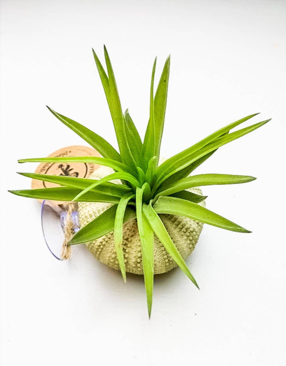 Juffrouw Pannenkoek deco /JP deco - Wholesale Live Plant - Standing airplant – sea urchin with Tillandsia abdita – Gre