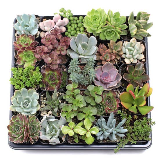 Mountain Crest Gardens - Vente Succulentes - Pack ultime de succulentes variées 25 unités (25 variétés, pots de 2")1